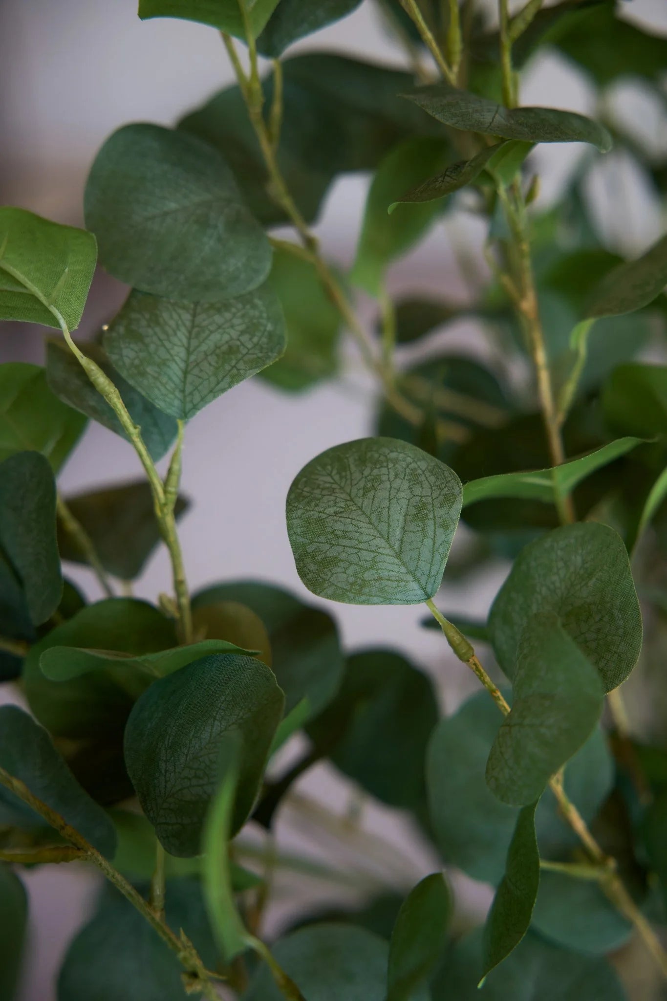 (4) Eucalyptus Trees