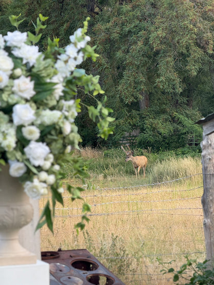 Enchanted floral stone urn rental with white roses and white delphinium in foreground with deer grazing in golden meadow at rustic outdoor wedding venue | Reno, Lake Tahoe & Sacramento