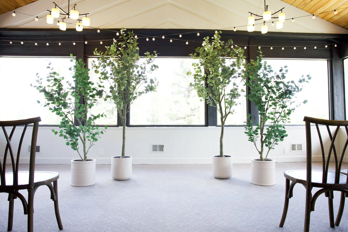 Four faux silver dollar eucalyptus tree rentals in white cylinder pots grouped at end of indoor wedding ceremony aisle with cross-back chairs, string lights, and large windows | Reno, Lake Tahoe & Sacramento