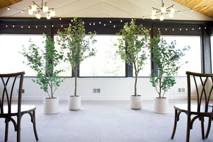 Four faux silver dollar eucalyptus tree rentals in white cylinder pots grouped at end of indoor wedding ceremony aisle with cross-back chairs, string lights, and large windows | Reno, Lake Tahoe & Sacramento