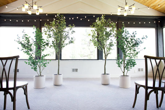 Four faux silver dollar eucalyptus tree rentals in white cylinder pots grouped at end of indoor wedding ceremony aisle with cross-back chairs, string lights, and large windows | Reno, Lake Tahoe & Sacramento
