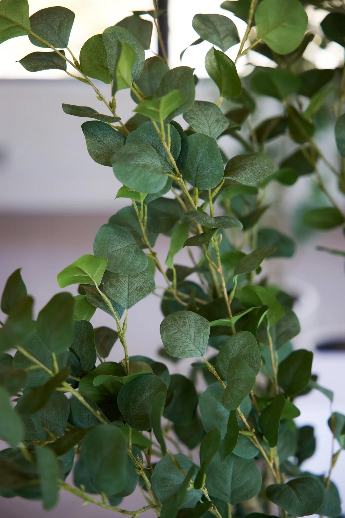 Macro close-up of faux silver dollar eucalyptus tree rental branches and round leaves | Reno, Lake Tahoe & Sacramento