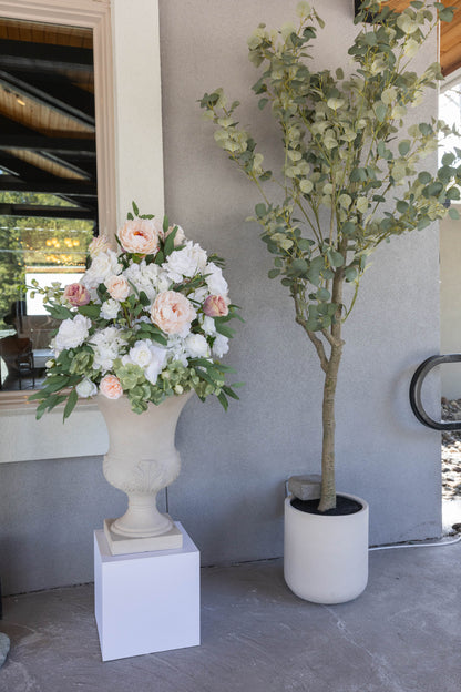 (4) Eucalyptus Trees