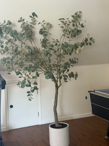 (4) Eucalyptus Trees