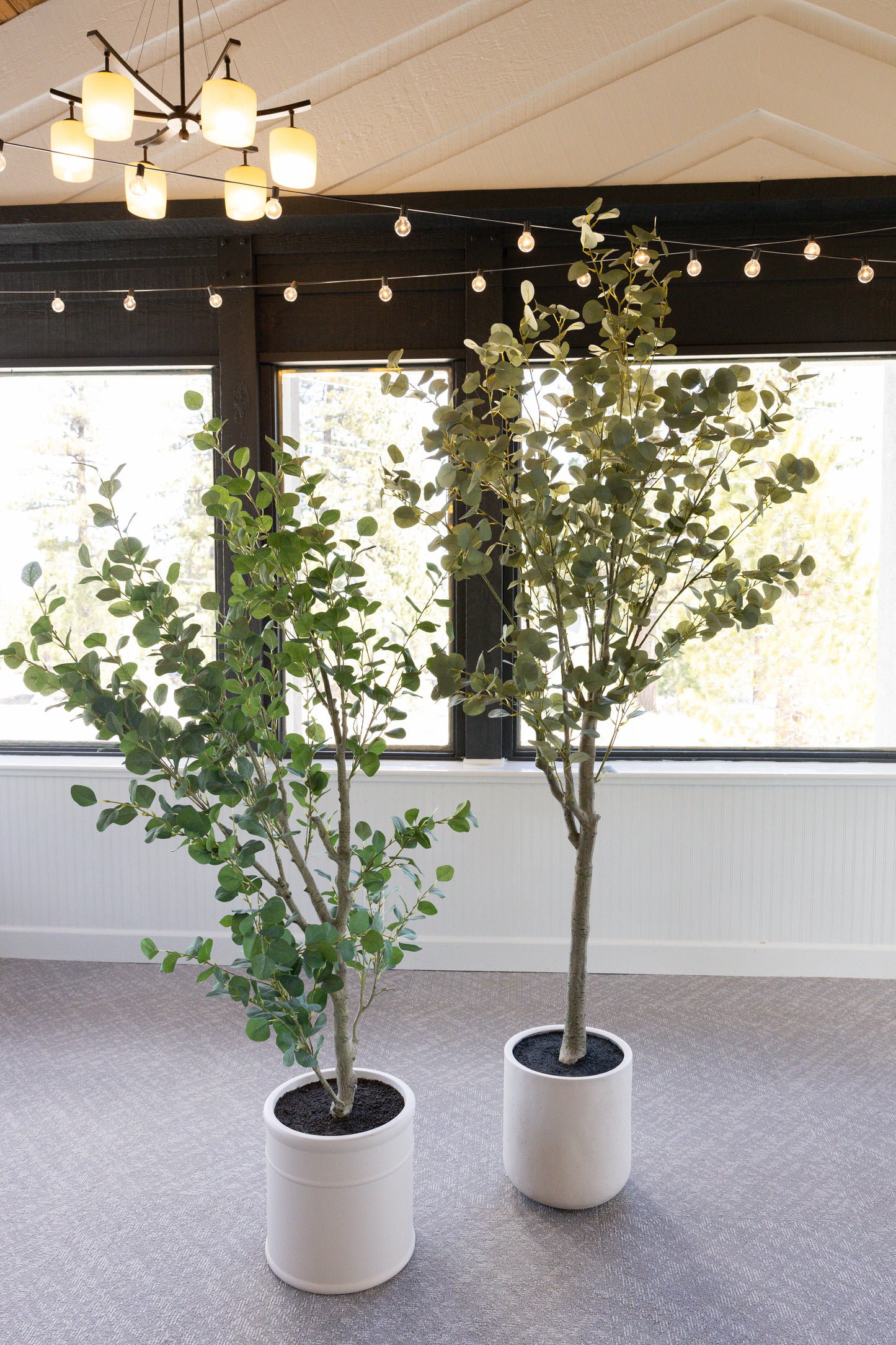 (4) Eucalyptus Trees